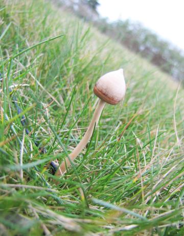 Magic Mushroom Psilocybin Pendant in Yew wood : $28